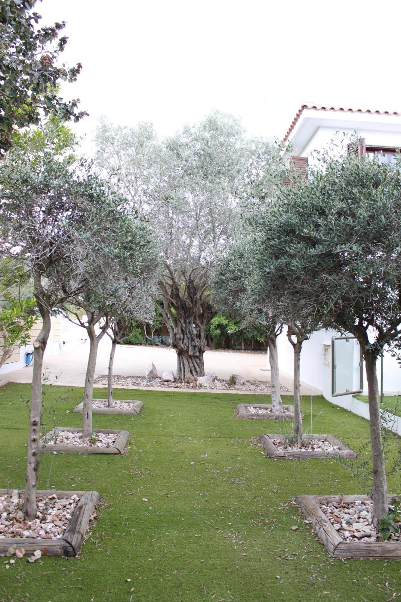 The Olive Tree *