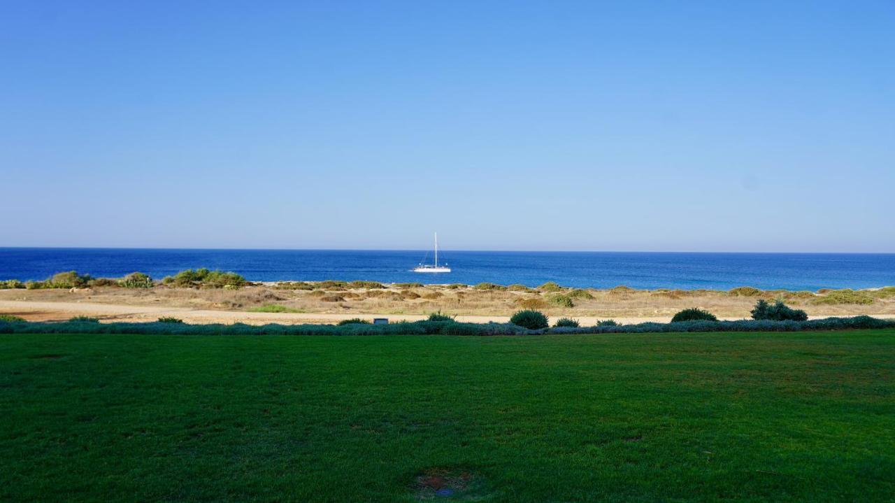 Narcissus 19 * Protaras