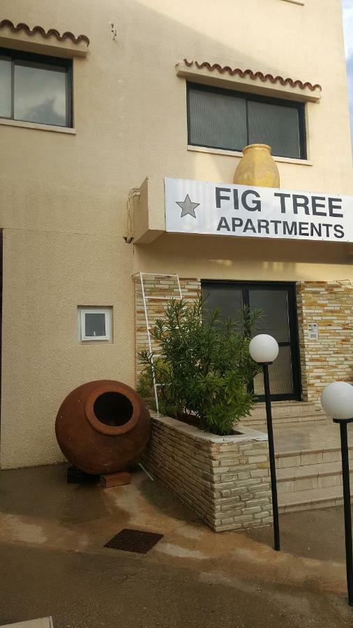 Apartment Fig Tree