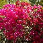 Million Flowers