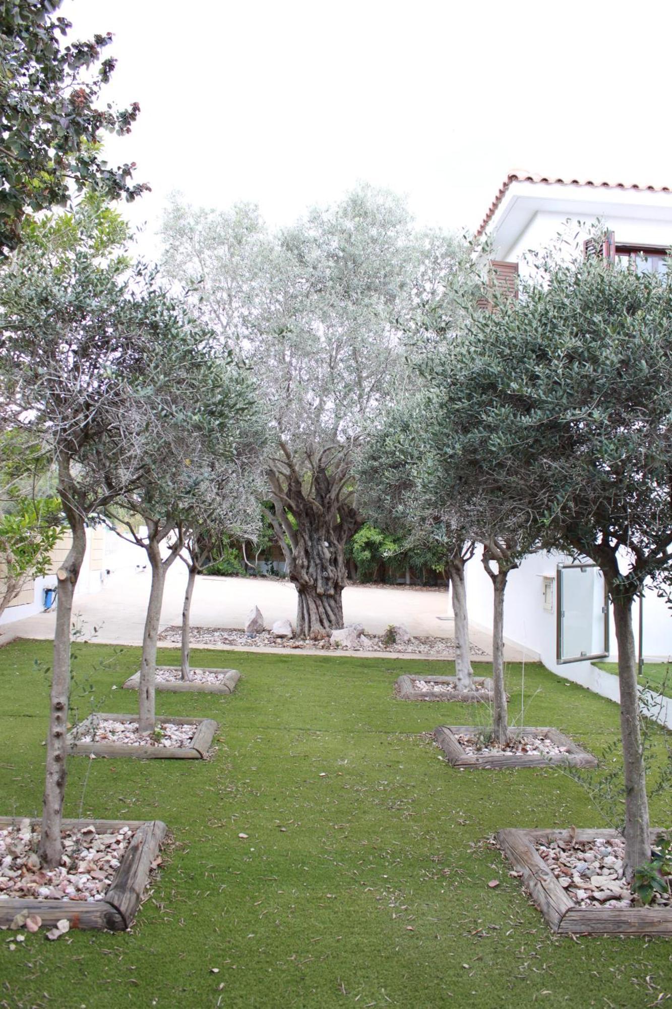 The Olive Tree Villa Protaras