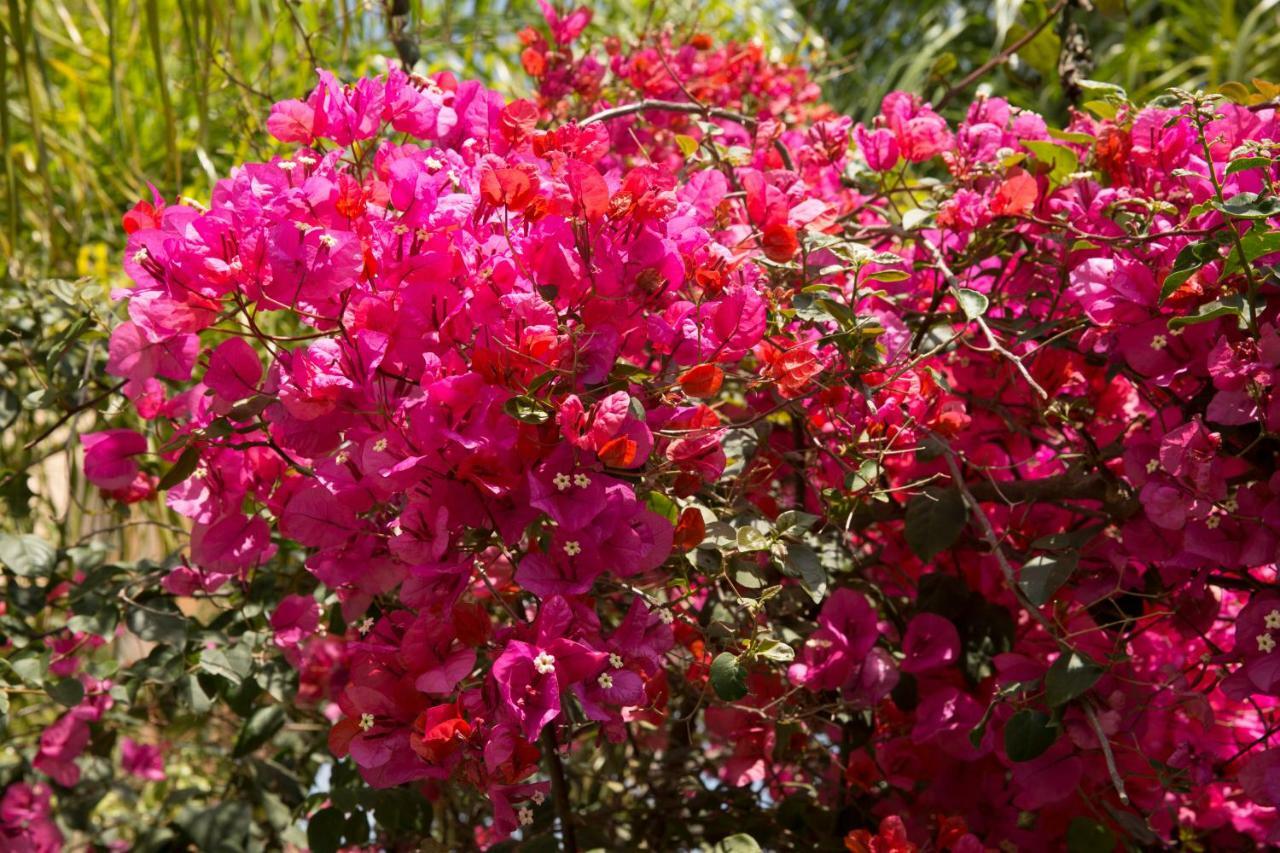 Million Flowers Villa